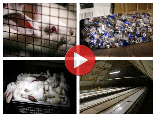 Vidéo d'enquête L214 sur l'élevage des lapins en France