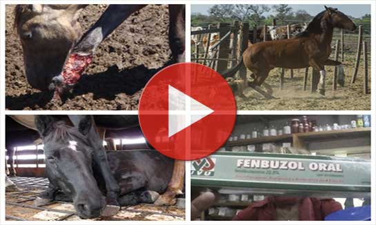 Vidéo d'enquête sur la viande de cheval