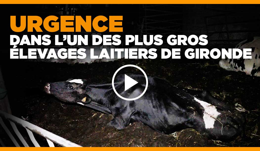 Enquête dans un élevage de vaches laitières de Gironde